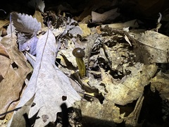 Tolypocladium capitatum