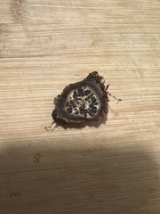 Tolypocladium capitatum