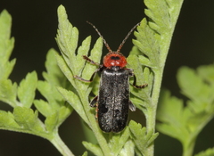 Cantharis