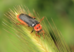 Cantharis
