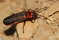 Cantharis