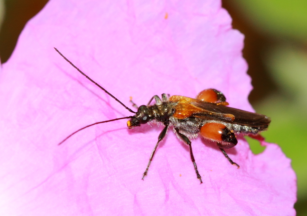 Oedemera brevipennis
