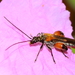 Oedemera brevipennis - Photo (c) Özgür Koçak,  זכויות יוצרים חלקיות (CC BY-NC), הועלה על ידי Özgür Koçak