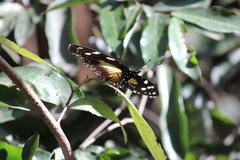 Hypolimnas anthedon wahlbergi