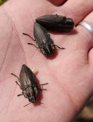 Chrysochroinae