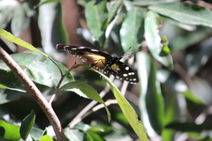 Hypolimnas anthedon wahlbergi