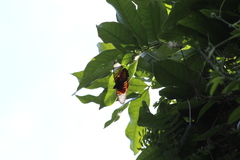 Pseudacraea boisduvalii