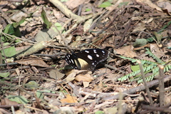 Hypolimnas anthedon wahlbergi