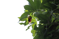 Pseudacraea boisduvalii