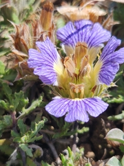 Blepharis procumbens