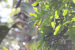 Pseudacraea boisduvalii