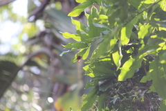 Pseudacraea boisduvalii