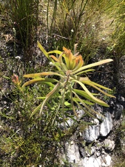 Protea lepidocarpodendron