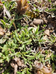 Blepharis procumbens