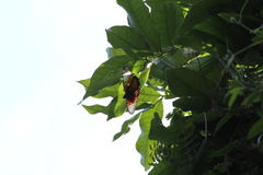 Pseudacraea boisduvalii