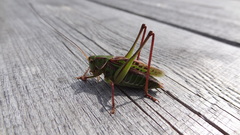 Gampsocleis sedakovii