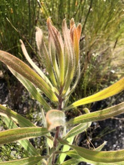 Protea lepidocarpodendron