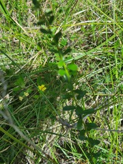 Phyllanthus hirtellus