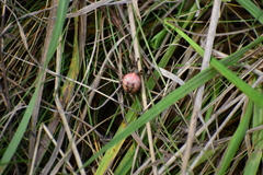 Araneus marmoreus