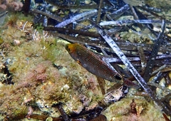 Symphodus mediterraneus