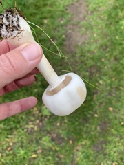 Leucoagaricus leucothites