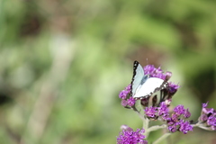 Belenois creona severina