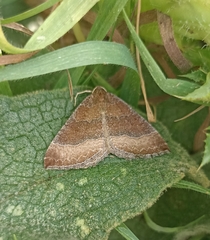 Larentia clavaria