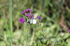 Belenois creona severina