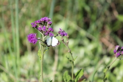 Belenois creona severina