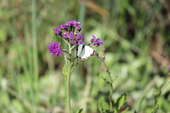 Belenois creona severina