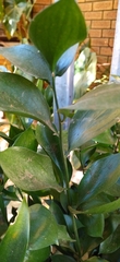 Ruscus