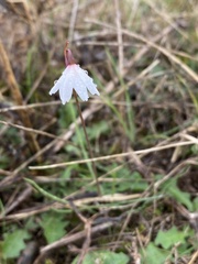 Acis autumnalis