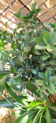 Ruscus