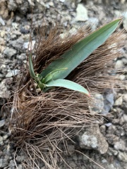 Chlorogalum pomeridianum