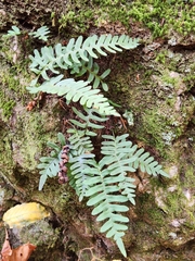Polypodium appalachianum