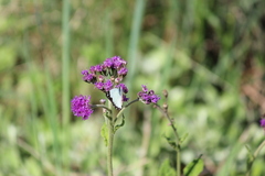 Belenois creona severina