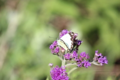 Belenois creona severina