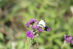 Belenois creona severina