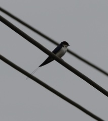 Hirundo smithii