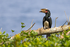 Bycanistes bucinator