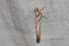 Anatrachyntis rileyi