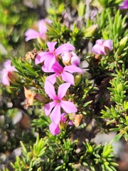 Acmadenia obtusata