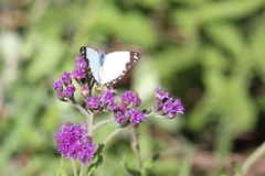 Belenois creona severina