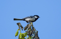 Parus minor