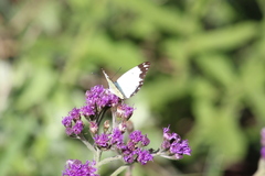 Belenois creona severina
