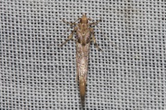 Anatrachyntis rileyi