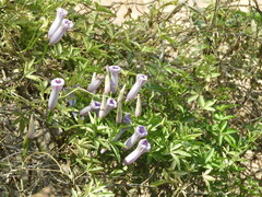 Ipomoea cairica