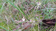 Caladenia tentaculata