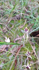 Caladenia tentaculata