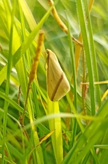 Rhodometra sacraria